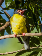 Australian Figbird in Queensland Australia