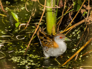 Baillon's Crake in Queensland Australia