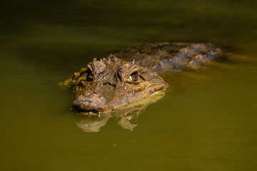 THE WHITE ALLIGATORS OF THE AMAZON ARE IMPOSING ANIMALS, HOWEVER HUNTING FOR THEIR MEAT HAS DECREASED THEIR POPULATIONS