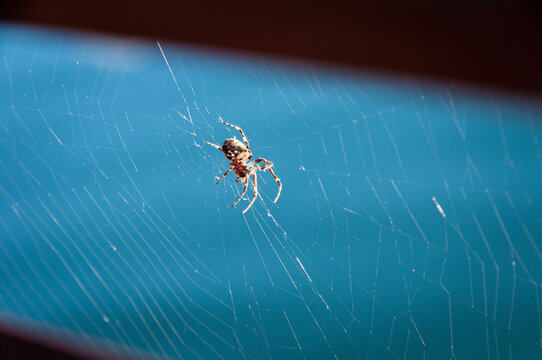 spider on a web