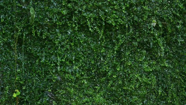 自然によってろ過された天然成分やミネラルが豊富な水がコケを通る