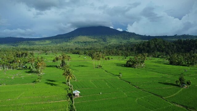 Aerial video A beautiful view of rice fields with the Seulawah Agam mountain in the background, in Aceh province, Indonesia.