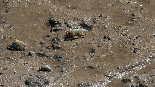 Okinawa,Japan - July 3, 2023: Crabs and Mudskippers on mudland in Ishigaki island, Okinawa, Japan
