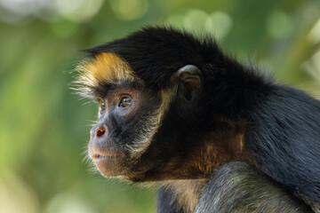 SPIDER MONKEY, ATELES, THE BEST KNOWN MAQUISAPA MONKEY IN THE JUNGLE, ENDANGERED PRIMATE