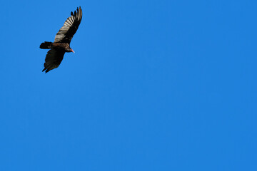 Adult Turkey Vulture in flight
