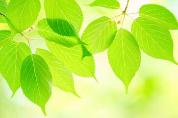 Fototapeta na wymiar 初夏のイメージ　木の葉