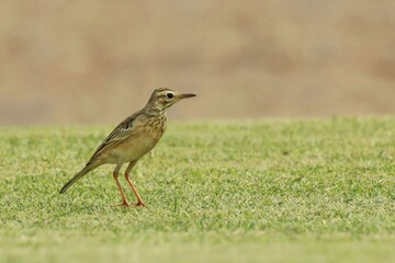 Paddyfield pipit or Oriental pipit (Anthus rufulus) bird in lawn