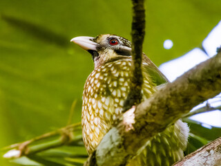 Spotted Catbird in Queensland Australia