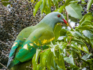 Wompoo Fruit-Dove in Queensland Australia