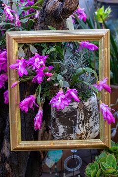 Christmas cactus plant with purple flowers framed by a wood picture frame