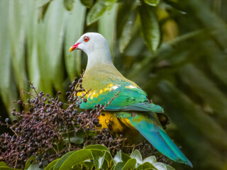 Wompoo Fruit-Dove in Queensland Australia