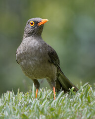 Turdus fuscater
