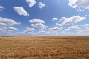 Fototapeta na wymiar wheat fields near Pithiviers city. Centre-Val-De-Loire region