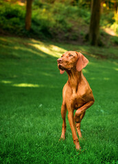 Fototapeta premium A dog of the brown Hungarian Vizsla lbreed stands on the background of a green park. The dog holds a raised paw and looks to the side. The photo is blurred