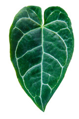 Heart shaped green leaves Anthurium crystallinum (Anthurium Clarinervium) plant the tropical houseplant isolated on transparent background. PNG transparency	 - obrazy, fototapety, plakaty