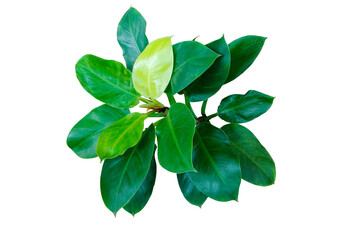 Top view yellow lime green leaves of philodendron “Moonlight” (Philodendron Lemon Lime)...