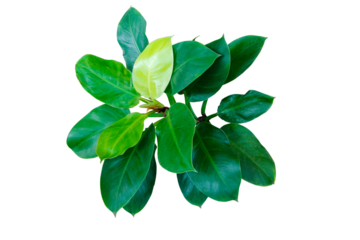 Top view yellow lime green leaves of philodendron “Moonlight” (Philodendron Lemon Lime) tropical foliage plant bush isolated on transparent background. PNG transparency