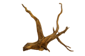Dry branch driftwood for aquarium isolated on transparent background. PNG transparency