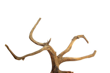 Horns driftwood branches isolated on transparent background. PNG transparency