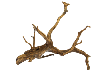 Artistic driftwood dry tree trunk for decoration isolated on transparent background. PNG transparency