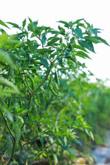 fresh green chilli in tree