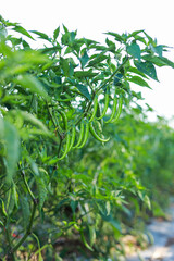 fresh green chilli in tree