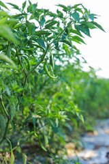 Obraz premium fresh green chilli in tree