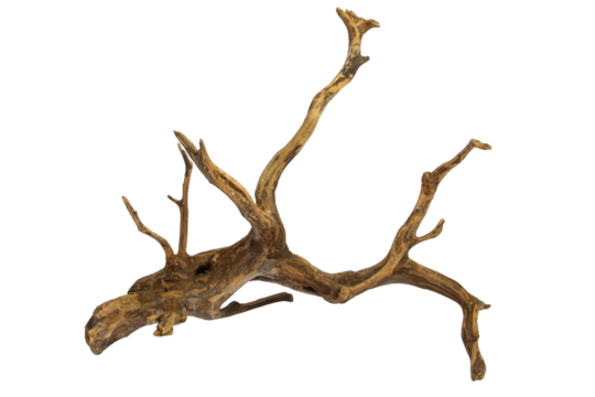 Artistic driftwood dry tree trunk for decoration isolated on transparent background. PNG transparency