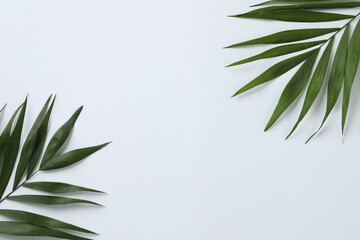 Palm leaves close up on white background