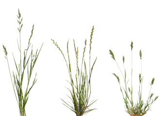 Bundles of green meadow grass with spikelets isolated on white background.