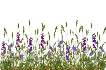 A border of wildflowers and grass isolated on a transparent background. Floristic border of meadow flowers.