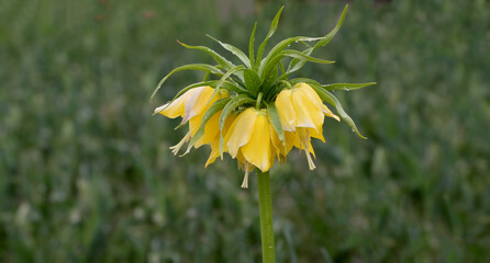 Imperial Crown--Fritillaria imperialis--,Rhineland,Germany