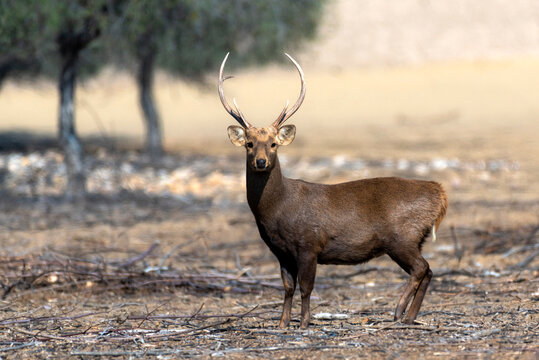 beautiful pictures of hog deer, The Indian hog deer, or Indochinese hog deer, is a small cervid native to the region of the Indian subcontinent © Tariq