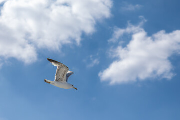 Fototapeta na wymiar One seagull flies against background of the blue sky spreading its wings wide