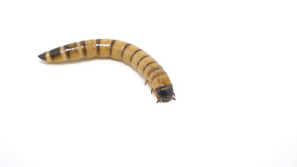 まるまる太ったジャイアントミルワーム