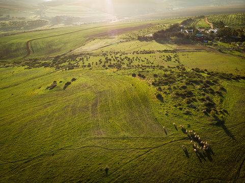 Drone shot of green countryside and agricultural fields and sheep on sunny day, copy space