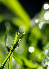 Vertical image of close up of green plants and grass with water drops on sunny day
