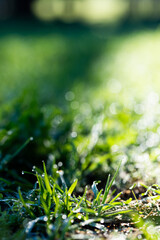 Vertical image of close up of green plants and grass with water drops on sunny day
