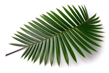 single green palm leaf isolated on white background. Generative AI