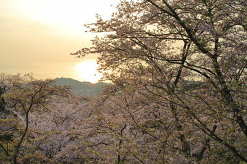 Fototapeta premium 夜明けの海と桜