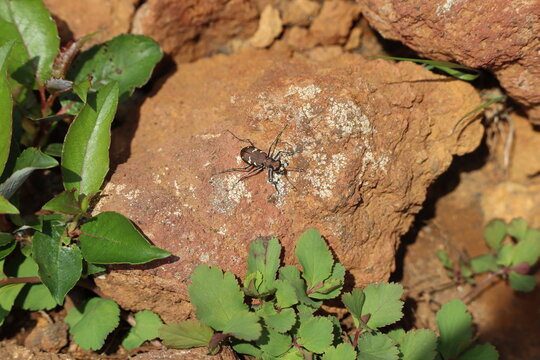 Tiger beetle on the stone of the mountain trail