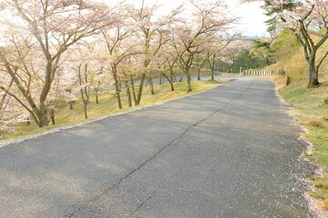 Fototapeta na wymiar 朝日を浴びている桜並木