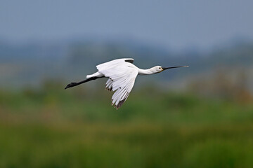 Eurasian spoonbill // L&ouml;ffler (Platalea leucorodia) - Greece