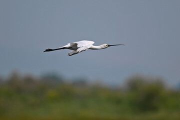 Eurasian spoonbill // Löffler (Platalea leucorodia) - Greece