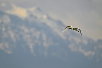 Eurasian Spoonbill in front of Olympos Mountain // fliegender Löffler vor dem Olymp (Platalea leucorodia) - Greece