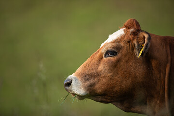 Cow in pasture. Mountain meadow. Green meadow in mountains and cow summer landscape.