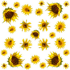 SUNFLOWERS, Pattern, Yellow Flowers, Seamless