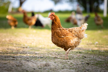 Hen in a farmyard (Gallus gallus domesticus)