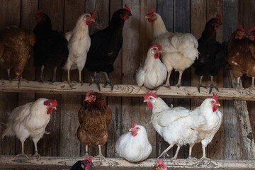 Hen in a farmyard (Gallus gallus domesticus)