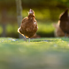 Hen in a farmyard (Gallus gallus domesticus)